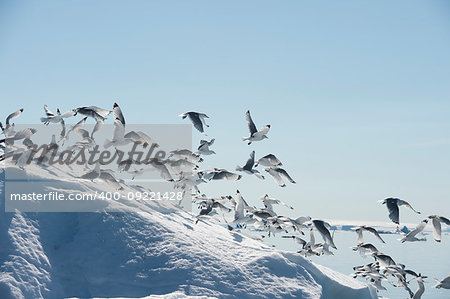 Black -legged Kittiwake on iceberg Franz Joseph Land