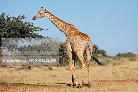 A southern giraffe (Giraffa camelopardalis) in natural habitat, South Africa