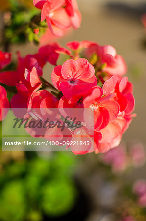 bright pelargonium decorate the yard in summer day