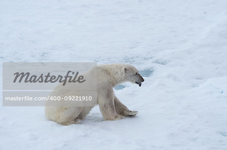 Polar bear walking on the ice in arctic landscape sniffing around.