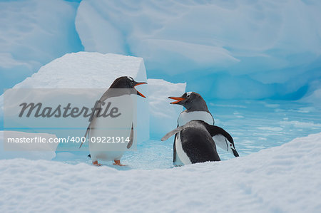 Gentoo Penguins playing on the ice Cuvervile Island, Antarctica