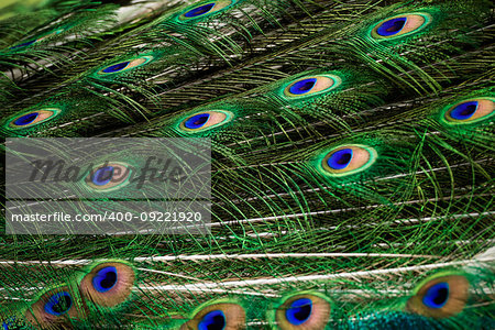 Peacock green and blue plumage in close up.