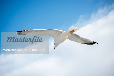 Single seagull flying in a blue sky as a background