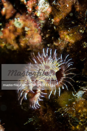 Christmas Tree worm (Spirobranchus spinosus)