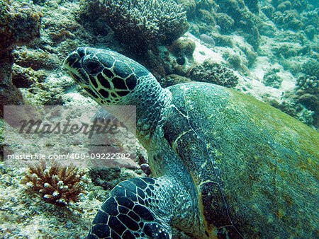 Reef turtle swim in light clear water
