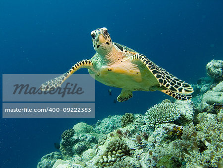 Reef turtle swim in light clear water