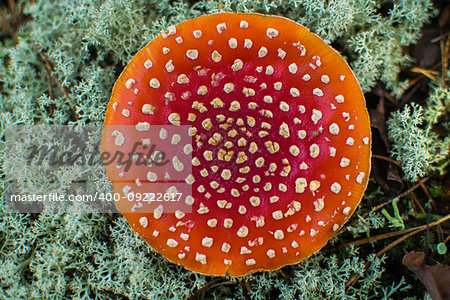 Poisonous mushroom Amanita,top view.Red hat with white spots.