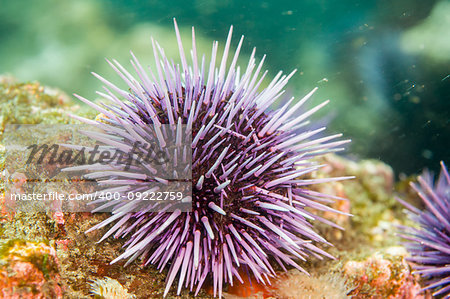Purple Sea Urchin (Strongylocentrotus purpuratus) along Anacapa Island, CA