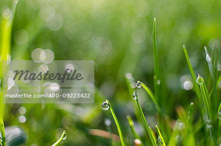 Small drops of dew on fresh green grass in the morning fair weather