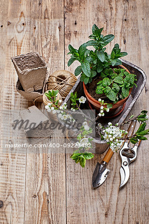 Fragrant spicy herb mint and melissa in pot in wooden basket at board with twig blooming plum top view spring gardening.