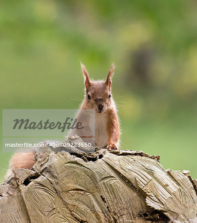 British native Red Squirrel on log on Brownsea Island, Dorset.