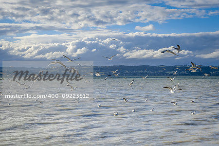 Seagulls on Rotorua lake landscape, New Zealand