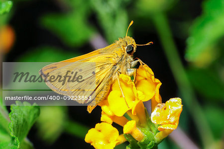 Fiery Skipper moth (Hylephila phyleus) in Camarillo, California
