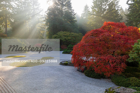 Sun rays over flat sand garden with old Jaoanese Red Lace Leaf Maple Tree during fall season