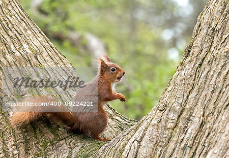 Red Squirrel in fork of tree, hazelnut in its mouth.