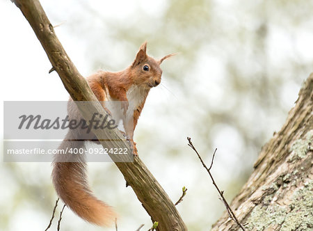 Red Squirrel looking down from tree branch on Brownsea Island.