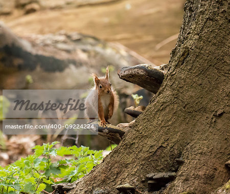 Red Squirrel on bracket fungus on Brownsea Island.