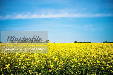 field of yellow rapeseed against the blue sky. Spring summer day.