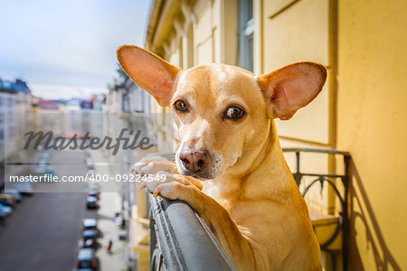 nosy watching dog form top of balcony, very curious and looking around
