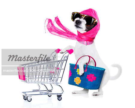 crazy and silly  poodle dog diva lady with bag pushing  empty supermarket cart , isolated on white background