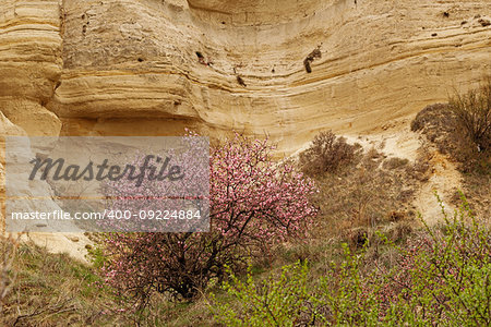 Blossom tree among stone cliffs near Goreme, Turkey
