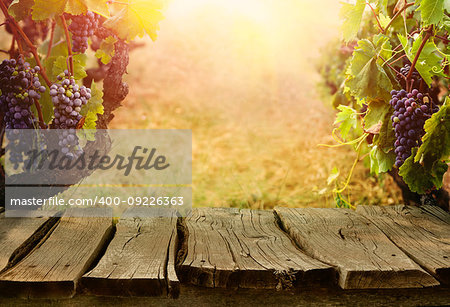 Nature background with Vineyard in autumn harvest. Ripe grapes in fall. Table with vineyard