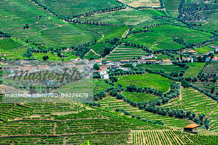 Overview of a community in the Douro River Valley with terraced vineyards, Norte, Portugal