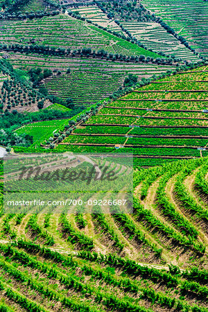 Terraced vineyards in the Douro River Valley, Norte, Portugal