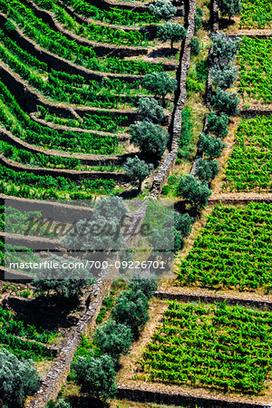 Rows of vines on the terraced vineyards in the Douro River Valley, Norte, Portugal