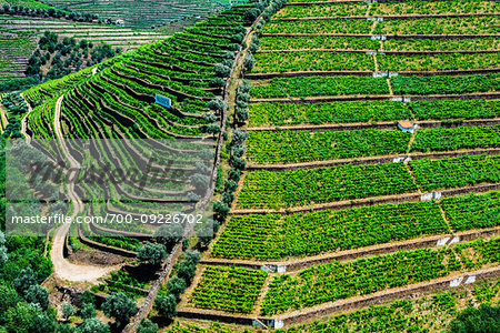 Overlooking rows of vines in the terraced vineyards in the Douro River Valley, Norte, Portugal
