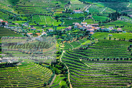 Overview of farms with the terraced vineyards in the Douro River Valley, Norte, Portugal