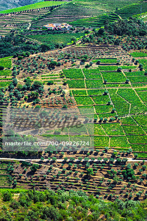 Overview of farmland and the terraced vineyards in the Douro River Valley, Norte, Portugal