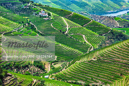 Overview of the hills with the terraced vineyards in the Douro River Valley, Norte, Portugal