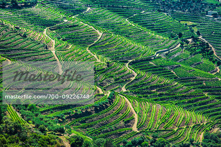 Overview of the hills with the terraced vineyards in the Douro River Valley, Norte, Portugal