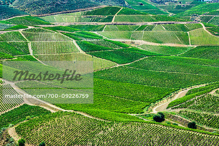 Overlooking vineyards at Vila Nova de Foz Coa, Norte, Portugal