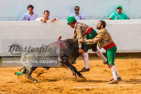 Bullfighters wrestling wounded bull in bullring at bullfight in San Miguel de Allende, Mexico
