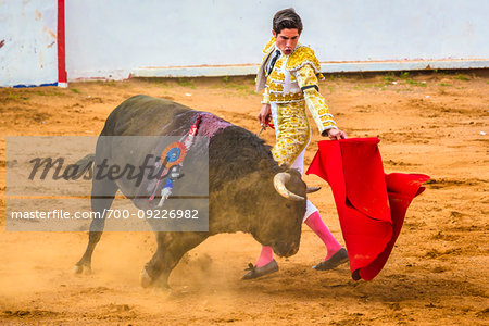 Bullfighter waving cape in front of wounded bull in bullring at bullfight in San Miguel de Allende, Mexico