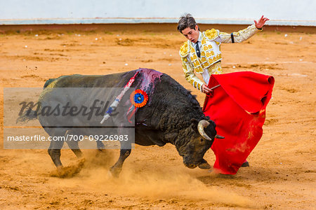 Bullfighter waving cape in front of wounded bull in bullring at bullfight in San Miguel de Allende, Mexico
