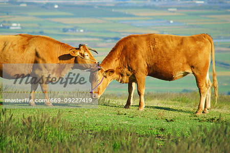 Aso Cattle Aso Cattle