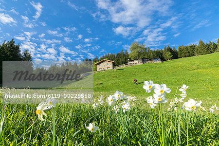 Daffodils (Narcissus) in spring, Olano, Corte, Valgerola, Valtellina, Sondrio province, Lombardy, Italy, Europe