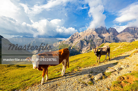 Grazing cows at San Nicolo Pass, Fassa Valley, Trentino, Dolomites, Italy, Europe