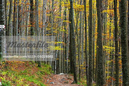 Autumn in Tosco Emiliano Apennines, Apuan Alps, Lizzano in Belvedere, Emilia Romagna, Italy, Europe