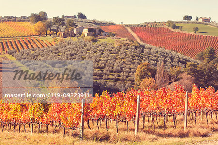Vineyards of Sagrantino di Montefalco in autumn, Umbria, Italy, Europe