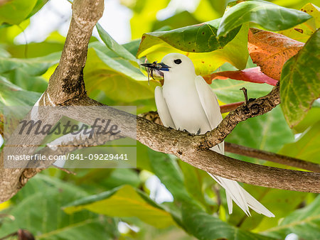 Adult white tern (Gygis alba) with fish in its bill in Toarava, Fakarava, French Polynesia, South Pacific, Pacific