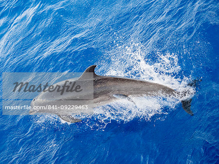 Adult bottlenose dolphin (Tursiops truncatus), with remora attached in Roroia, Tuamotus, French Polynesia, South Pacific, Pacific