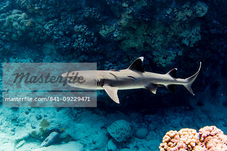 Adult whitetip reef shark (Triaenodon obesus) with cleaner wrasse, Roroia, Tuamotus, French Polynesia, South Pacific, Pacific