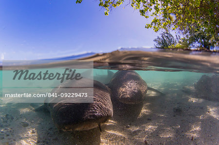 Adult tawny nurse sharks (Nebrius ferrugineus) in the town of Rotoava, Fakarava, French Polynesia, South Pacific, Pacific