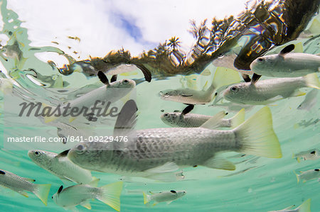 Schooling mullets off a tiny motu in the inner lagoon of Bora Bora, Society Islands, French Polynesia, South Pacific, Pacific