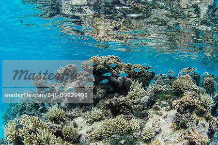 Underwater image of the inner lagoon of Apataki coral atoll, Palliser Islands, Tuamotus, French Polynesia, South Pacific, Pacific