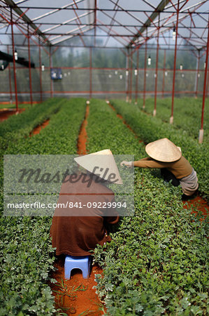 Women working in greenhouse on vegetable farm, Dalat, Vietnam, Indochina, Southeast Asia, Asia